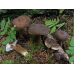 Мицелий Млечника древесинного / Млечник бурый (Lactarius lignyotus)